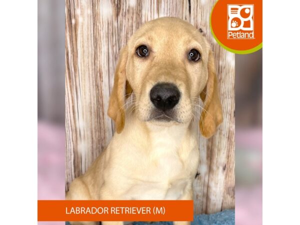 Labrador Retriever – 8933