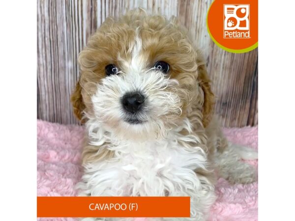 Cavapoo – 8958
