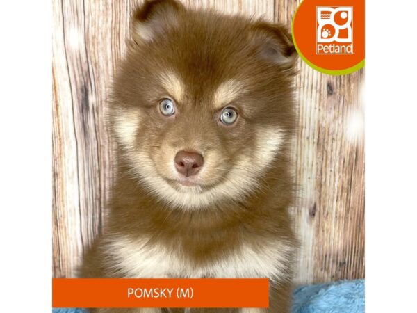 Pomsky Dog Male Chocolate 8957 Petland Dayton, Ohio