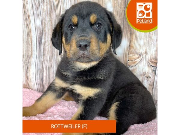 Rottweiler – 8956