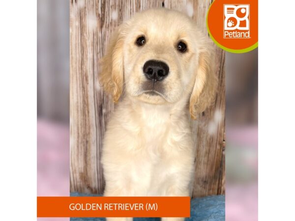 Golden Retriever – 8953