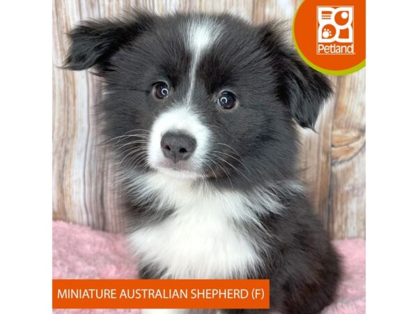 Miniature Australian Shepherd – 8951