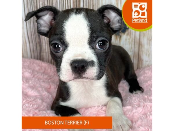 Boston Terrier – 8947