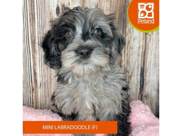 Labradoodle Mini Dog Female Blue Merle 8967 Petland Dayton, Ohio