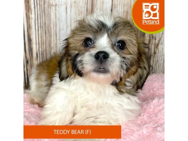 Teddy Bear – 8963