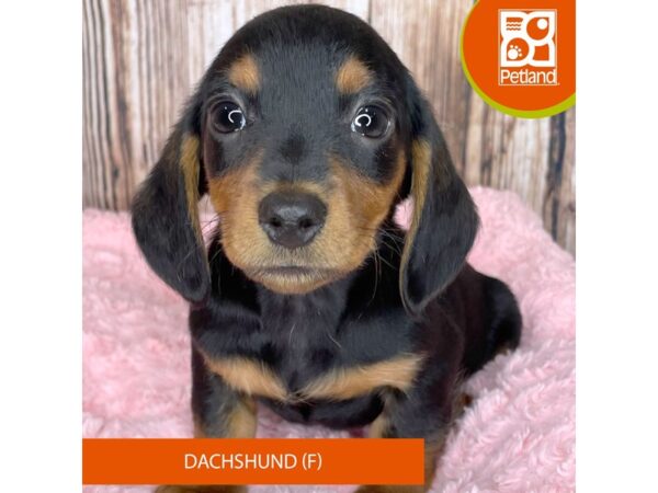 Dachshund – 8961
