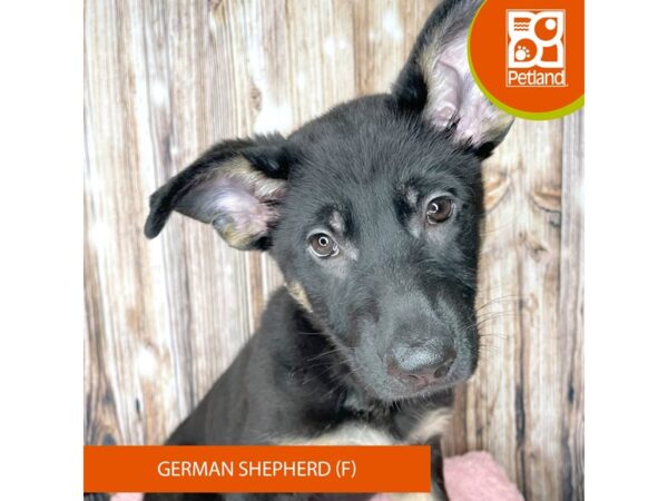 German Shepherd Dog-Dog-Female-Black / Tan-8960-Petland Dayton, Ohio