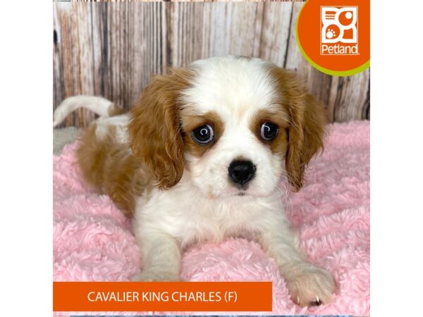 Cavalier King Charles Spaniel – 8978
