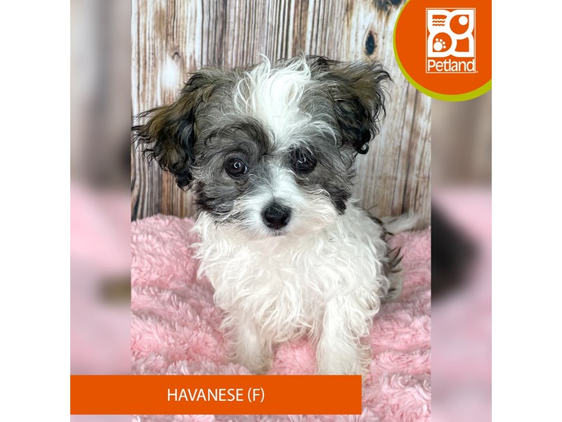 Havanese - 8979 Image #1