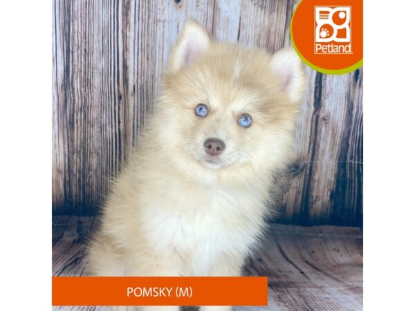 Pomsky – 8987