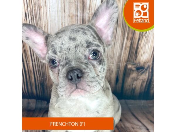 Frenchton Dog Female Blue Merle 8990 Petland Dayton, Ohio