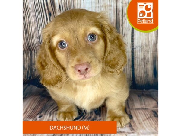 Dachshund Dog Male Red 8994 Petland Dayton, Ohio