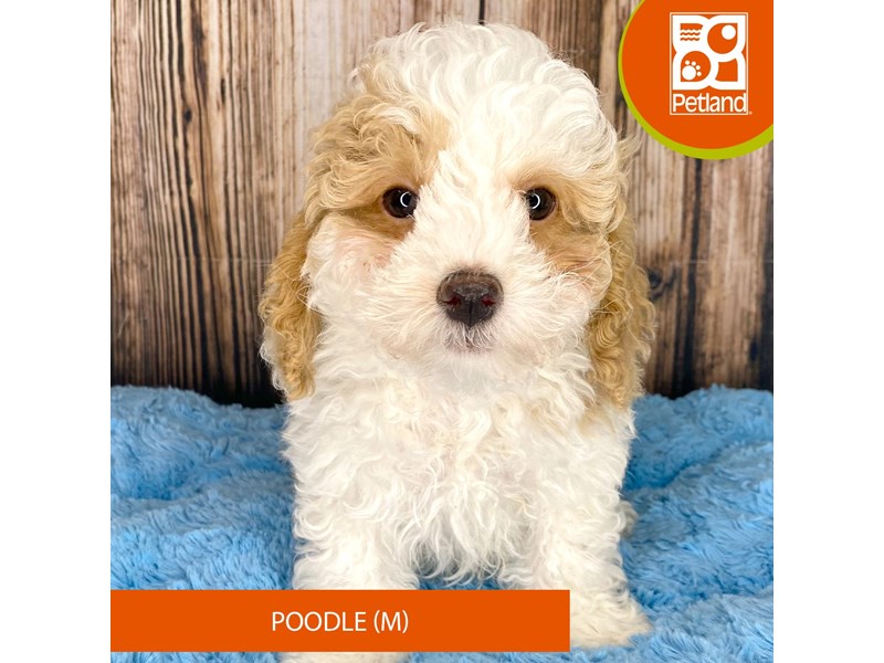 Poodle - 8938 Image #1