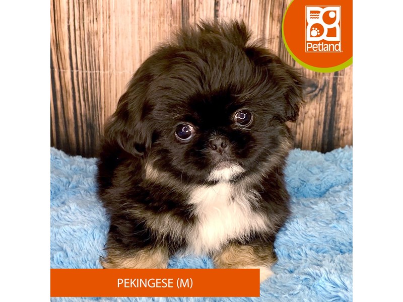 Pekingese - 8937 Image #1