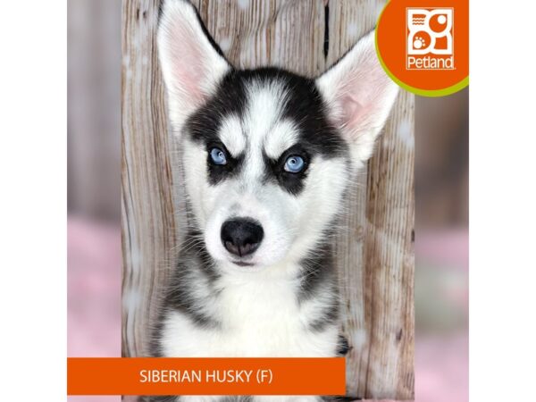 Siberian Husky – 8955