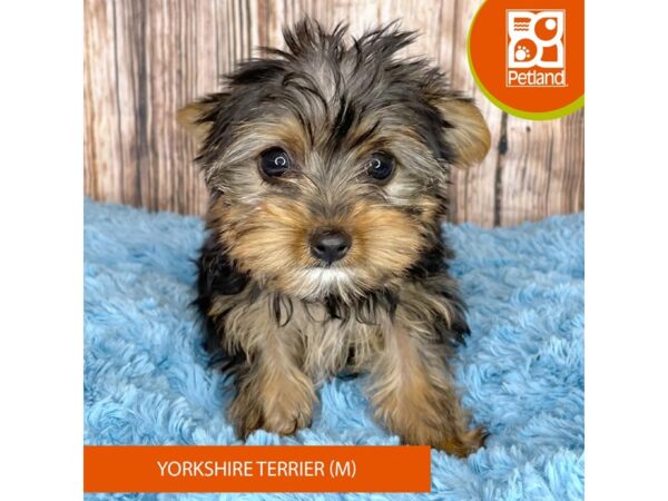Yorkshire Terrier – 8965