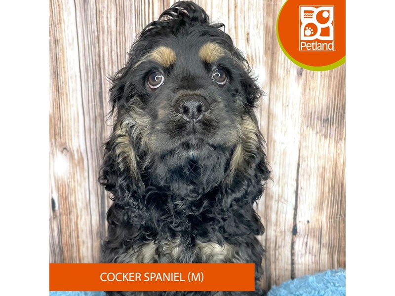 Cocker Spaniel - 8964 Image #1