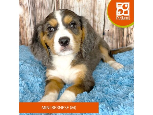 Mini Bernese – 8962