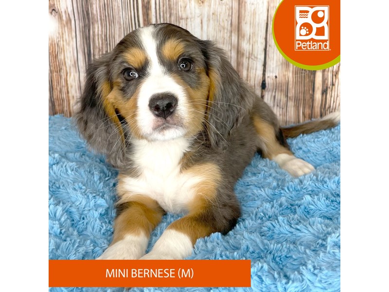 Mini Bernese - 8962 Image #1
