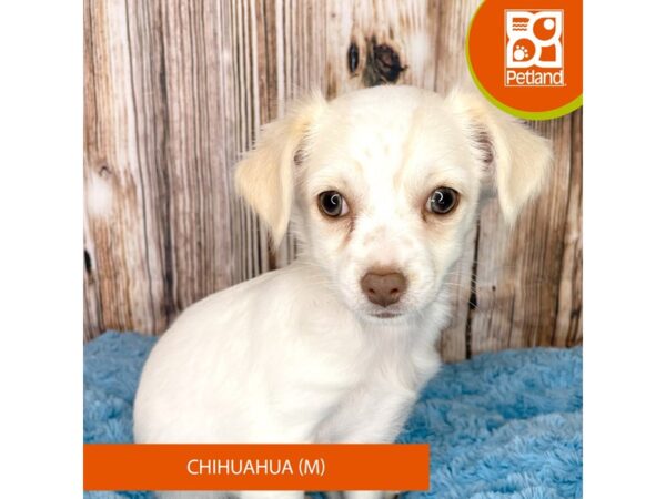 Chihuahua – 8959