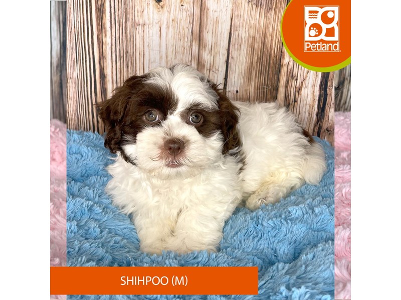 Shihpoo - 8977 Image #1