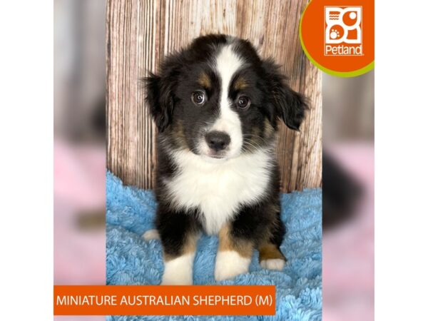 Miniature Australian Shepherd – 8976