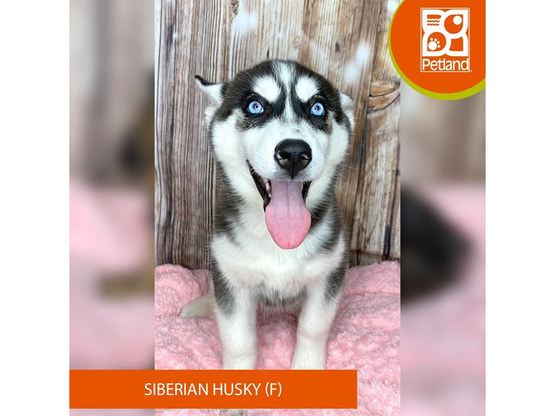 Siberian Husky - 8973 Image #1