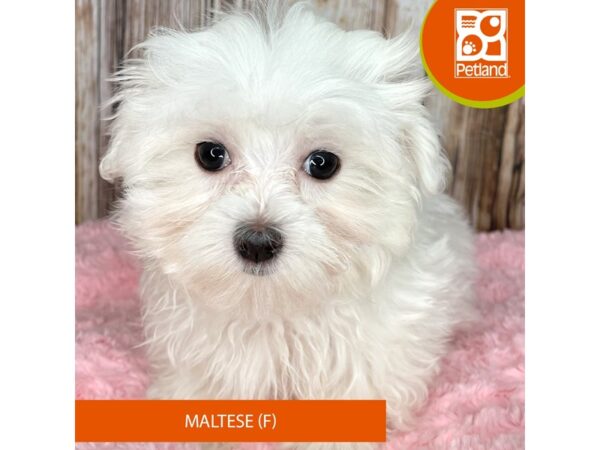 Maltese – 8971