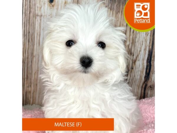 Maltese – 8970