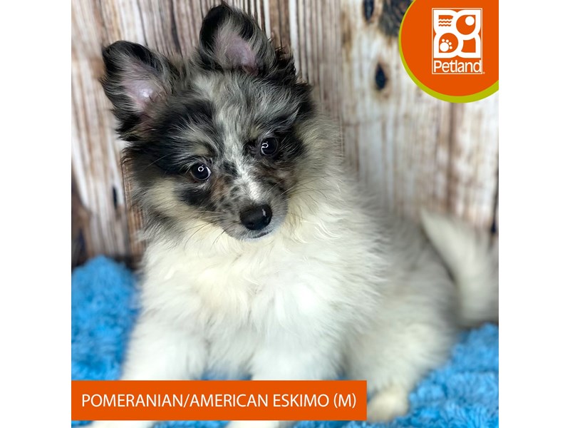 Pomeranian/American Eskimo - 8969 Image #1