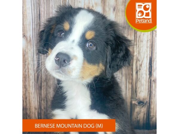 Bernese Mountain Dog Dog Male Black Tan / White 8981 Petland Dayton, Ohio