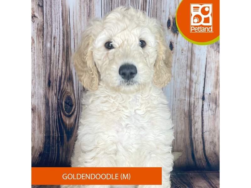 Goldendoodle - 8983 Image #1