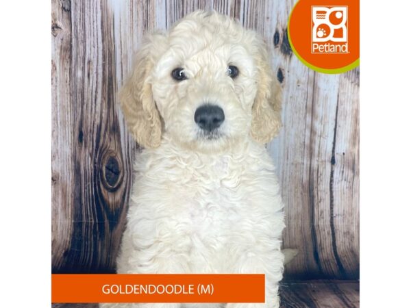 Goldendoodle Dog Male Cream 8983 Petland Dayton, Ohio