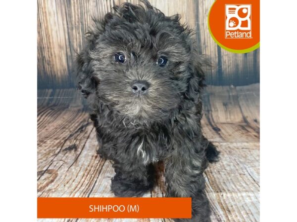 Shihpoo-Dog-Male-Black-8984-Petland Dayton, Ohio