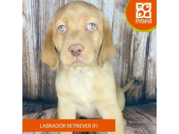 Labrador Retriever-Dog-Female-Yellow-8988-Petland Dayton, Ohio