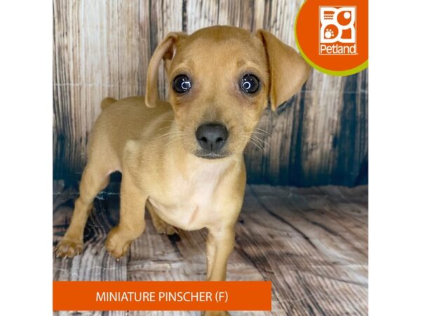 Miniature Pinscher-Dog-Female-Red / Rust-8998-Petland Dayton, Ohio