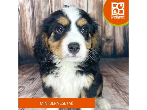 Mini Bernese Dog Male Tri-Colored 8991 Petland Dayton, Ohio