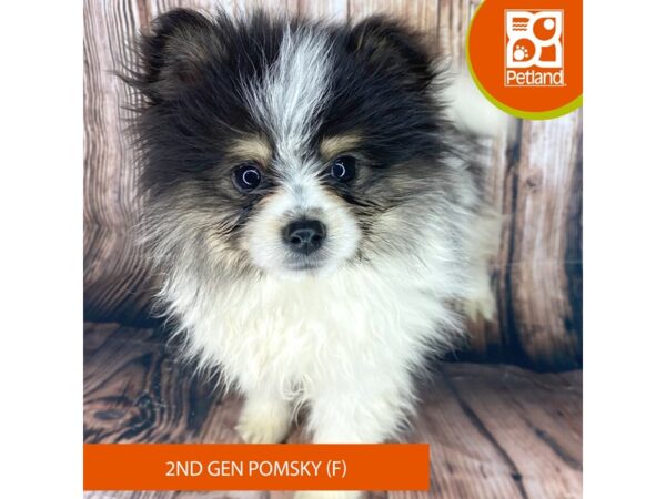 Pomsky 2nd Gen-Dog-Female-Black / White-8997-Petland Dayton, Ohio