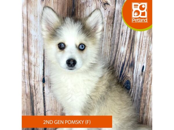 Pomsky 2nd Gen Dog Female Brown / White 8996 Petland Dayton, Ohio