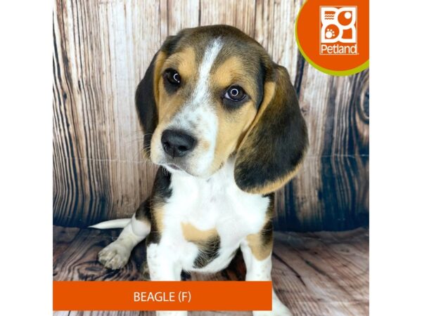 Beagle-Dog-Female-Black White / Tan-8993-Petland Dayton, Ohio