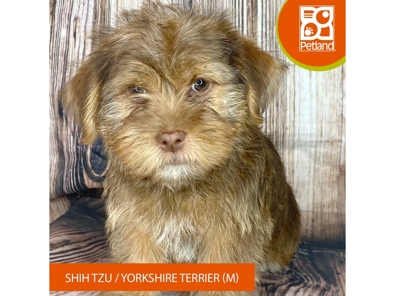 Shih Tzu/Yorkshire Terrier - 8992 Image #1