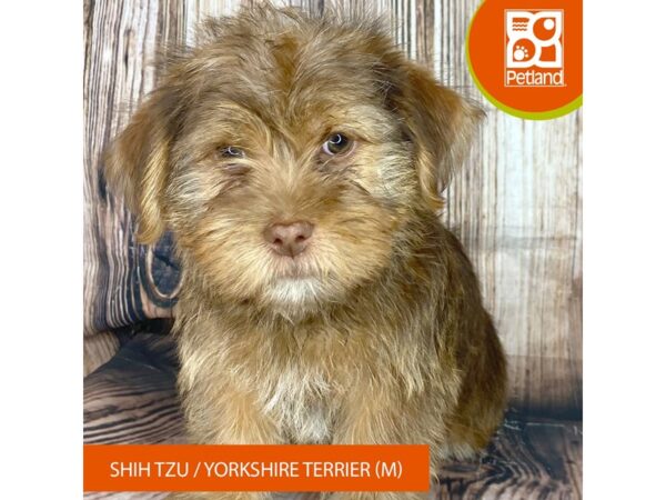 Shih Tzu/Yorkshire Terrier Dog Male Brown 8992 Petland Dayton, Ohio