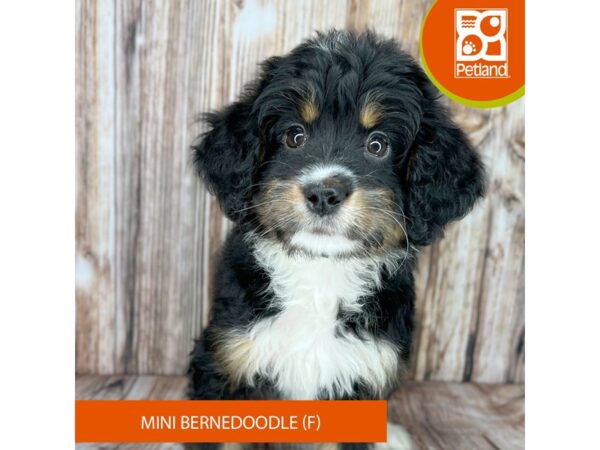 Bernedoodle Mini-Dog-Female-Tri-Colored-9007-Petland Dayton, Ohio