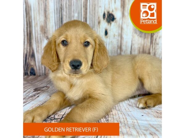 Golden Retriever Dog Female Red 9005 Petland Dayton, Ohio