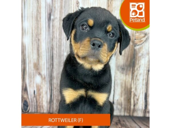 Rottweiler Dog Female Black / Tan 9004 Petland Dayton, Ohio