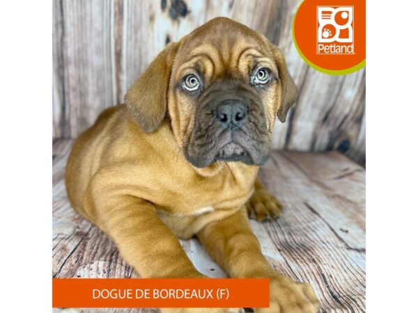 Dogue De Bordeaux-Dog-Female-Red-9001-Petland Dayton, Ohio