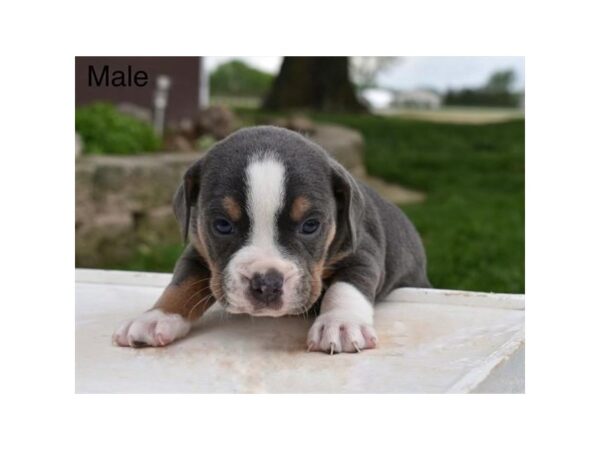 Beabull – 9009