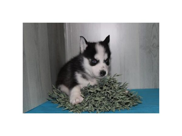 Pomsky – 9020