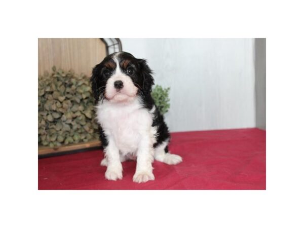 Cavalier King Charles Spaniel – 9019