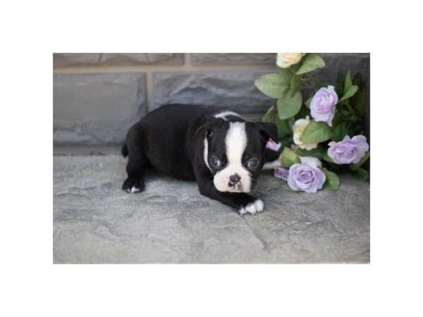 Boston Terrier – 9017